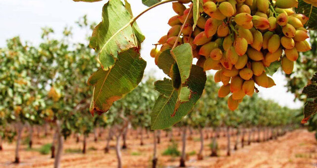 مهولات میتواند به یکی از مراکز مهم تولید پسته در سطح جهانی تبدیل شود