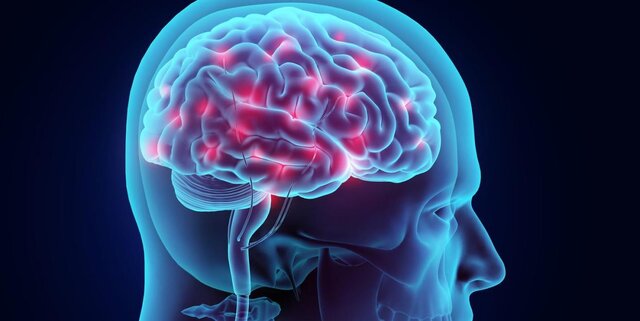 سلامت مغز به کمک چربیها