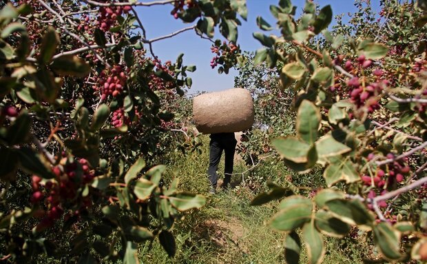 طلای سبز ایران؛ جواهری در باتلاق مشکلات