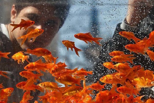 هنر و حرفههایی که روزگاری با نوروز جان میگرفتند