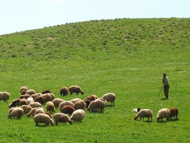 مراتع چناران؛ گنجینه طبیعت و معیشت