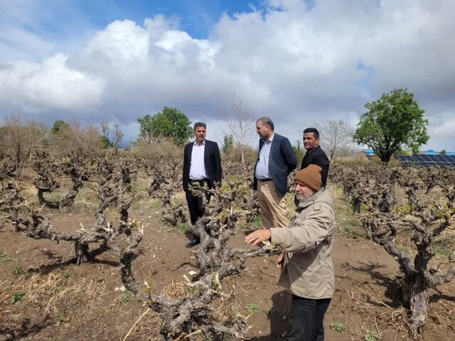 خسارت ۱۰۱ میلیارد تومانی تگرگ و سیل به بخش کشاورزی خلیلآباد