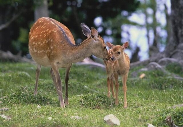 فصل بهار و اهمیت فاصلهگیری از نوزادان جانوری فصل بهار و اهمیت فاصلهگیری از نوزادان جانوری