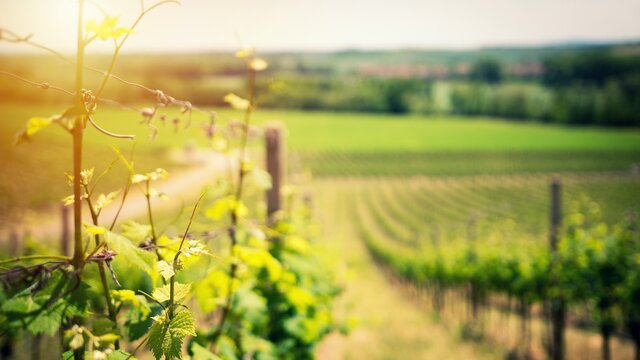 افزایش دیاکسیدکربن؛ کاهش ارزش مواد غذایی