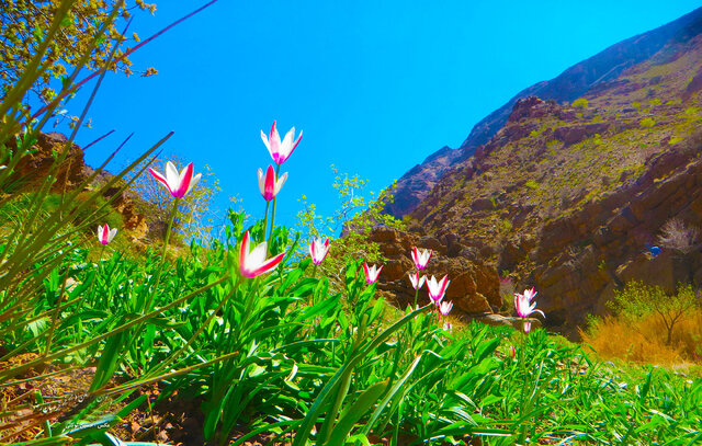 دره ارغوان، یکی از زیباترین و بکرترین مناطق طبیعی ایران