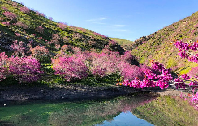دره ارغوان، یکی از زیباترین و بکرترین مناطق طبیعی ایران