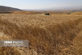 سن گندم یکی از آفات مهم در حوزه غلات خراسان رضوی است