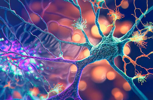 چگونه مغز بیزاری از غذا را میآموزد؟