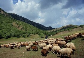 مدیریت چرای دام در جلوگیری از فرسایش خاک مهم است