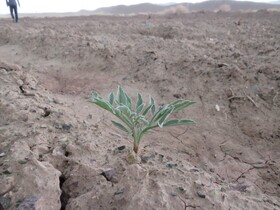 کاشت آنغوزه؛ گامی موثر در تقویت اقتصاد محلی