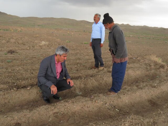 کاشت آنغوزه؛ گامی موثر در تقویت اقتصاد محلی