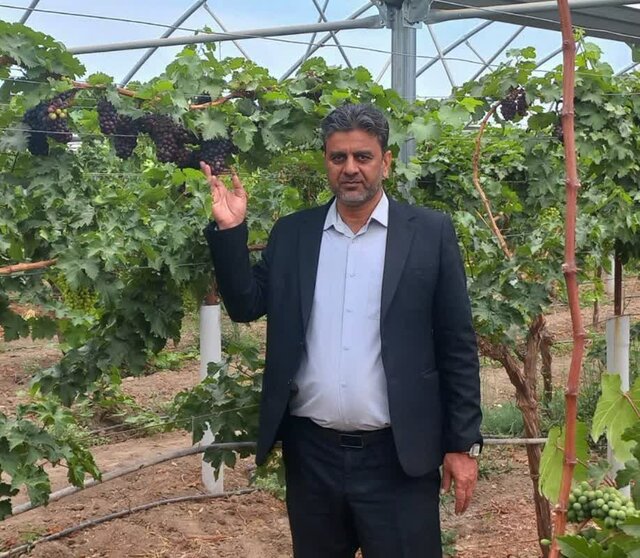 حرکت قطب تولید انگور خراسان رضوی به سمت کشت گلخانهای