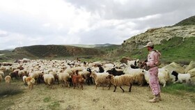 توقیف گله احشام و بازداشت چوپان در صفر مرزی