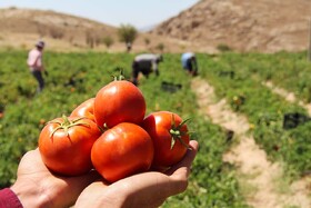 بخش کشاورزی؛ یکی از بزرگ‌ترین کارفرمایان در مناطق روستایی