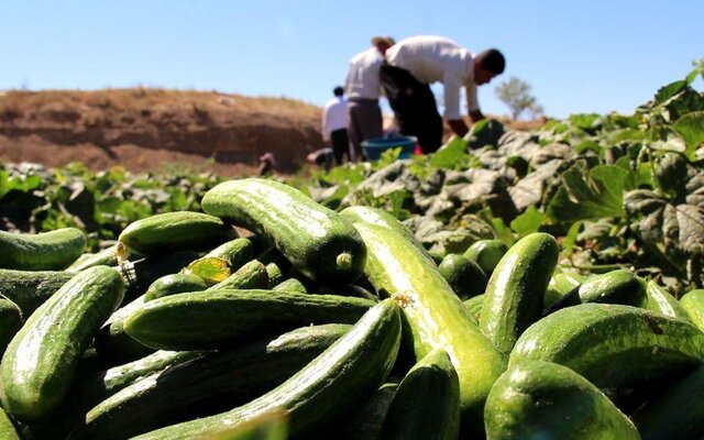بخش کشاورزی؛ یکی از بزرگترین کارفرمایان در مناطق روستایی