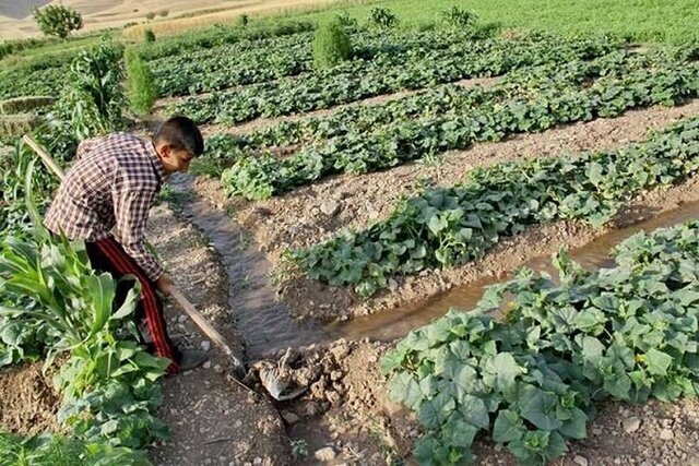 بخش کشاورزی؛ یکی از بزرگ‌ترین کارفرمایان در مناطق روستایی