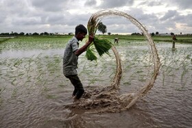 قیمت جهانی برنج به کف خود رسید