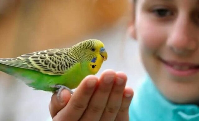 نگهداری از حیوان خانگی؛ از چالشها تا «پت درمانی»