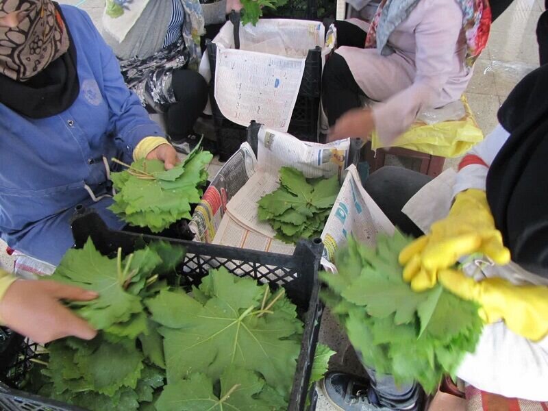 صادرات ۳۶ تن برگ مو به ترکیه و روسیه برای اولین بار