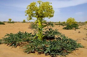 منحصر به فردترین گیاه آنغوزه کشور در انحصار کوهسرخ