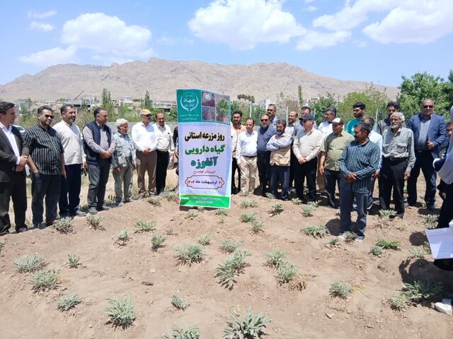 منحصر به فردترین گیاه آنغوزه کشور در انحصار کوهسرخ