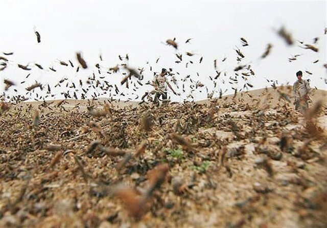 تصویر آرشیوی است مبارزه با ملخ در شهرها جزو وظایف جهاد کشاورزی نیست