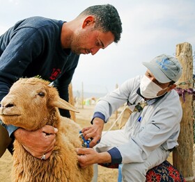 ایمن سازی بیش از۶ میلیون رأس دام خراسان رضوی علیه تب برفکی
