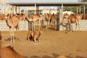 شترداری؛ ظرفیتی راهبردی در توسعه مناطق کویری خراسان جنوبی