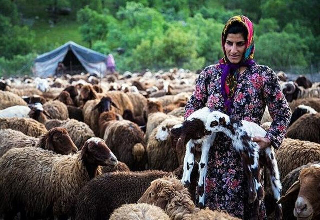 کاهش اثرات مخرب اقلیمی در جامعه عشایری خراسان رضوی