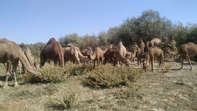 اقلیم کویری داورزن بهترین فرصت برای پرورش شتر