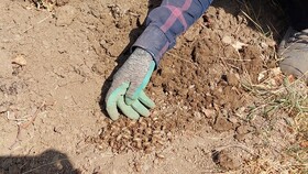زنجره مو، یکی از خطرناک‌ترین آفات برای تاکستان‌ها