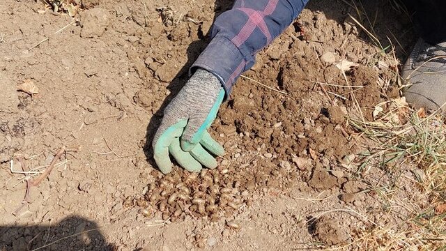 زنجره مو، یکی از خطرناک‌ترین آفات برای تاکستان‌ها