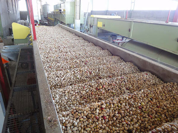 مهولات؛ سرزمین پستههای بادامی ایران