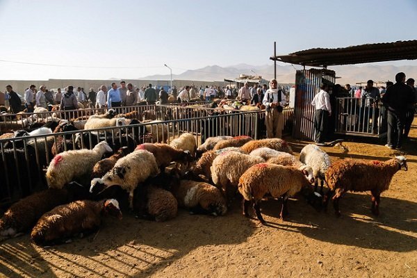 انتقال بیماری‌های دامی توسط افراد سودجو، تهدیدی جدی برای اقتصاد دامداری‌ها