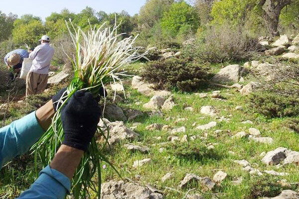 خطر انقراض گونه‌های گیاهی در شهرستان کلات در پی برداشت‌های غیراصولی