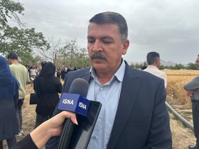 تحولی نوین در به‌نژادی گندم