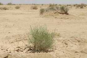وجود بیش از یک میلیون کانون بحرانی فرسایش خاک در خراسان رضوی