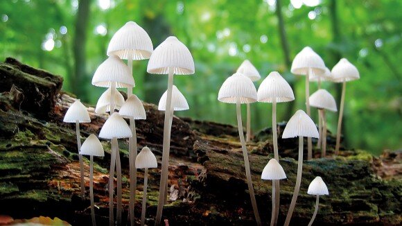 میلیونها گونه قارچی هنوز ناشناخته باقی ماندند