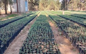 مقابله با بیابان‌زایی در دومین ایستگاه تثبیت شن خراسان بزرگ