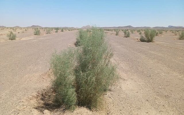 مقابله با بیابانزایی در دومین ایستگاه تثبیت شن خراسان بزرگ