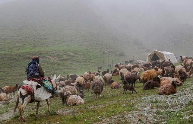بیش از ۲ هزار خانوار عشایری کلات هیچ گونه خدماتی دریافت نمی‌کنند