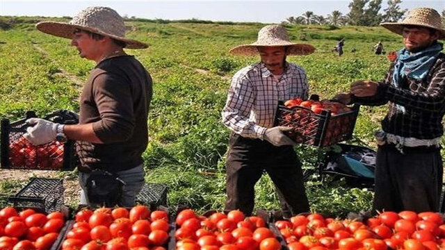 سایه دلالان بر کشت و زرع، تهدیدی برای معیشت کشاورزان
