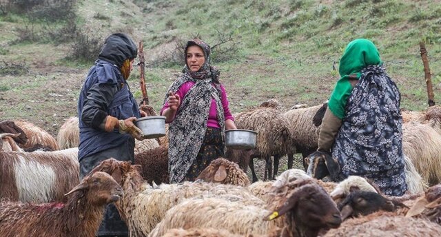 «تبار» طرحی برای نجات عرصههای منابع طبیعی «تبار» طرحی برای نجات عرصههای منابع طبیعی