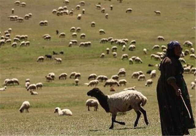 «تبار» طرحی برای نجات عرصههای منابع طبیعی