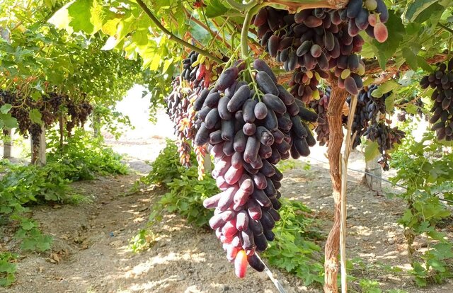 قطره ماه؛ انقلابی در کشاورزی خلیلآباد