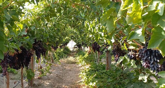 قطره ماه؛ انقلابی در کشاورزی خلیلآباد