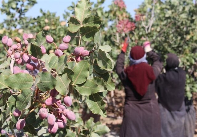 کمبود آب مهم‌ترین بحران پیش روی قطب پسته خراسان رضوی
