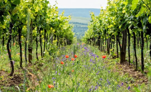 از بین بردن علفهای هرز بدون مواد شیمیایی از بین بردن علفهای هرز بدون مواد شیمیایی