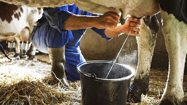 چالشهای پیش روی صنعت دامداری