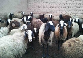 آغاز ارائه خدمات به دامداران بر اساس داده‌های سامانه پهنه‌بندی از شهریور